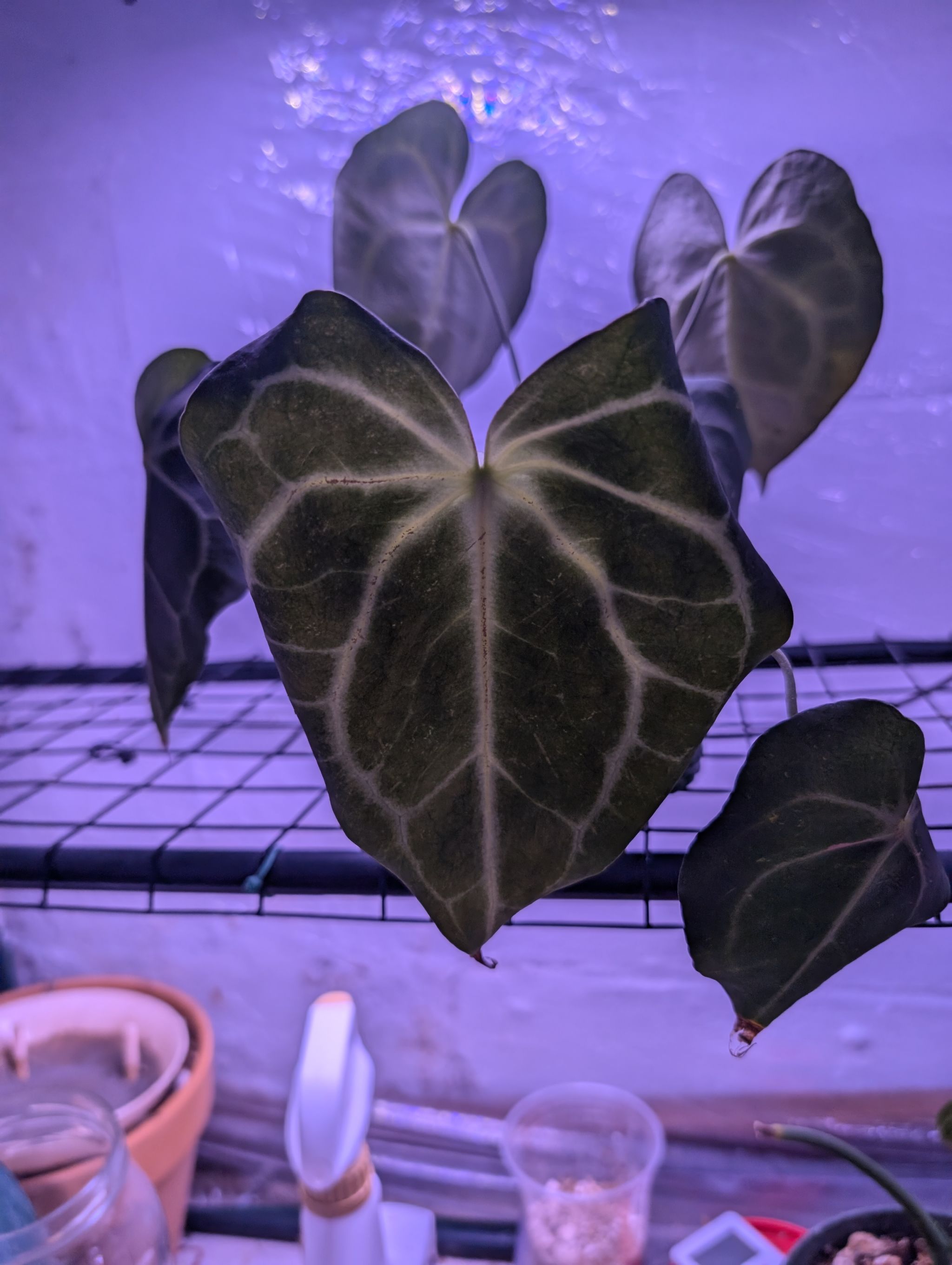 Photo from the post