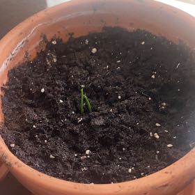 Photo of the plant species Calamondin kumquat by @WelllikedGuasca named Esperanza on Greg, the plant care app