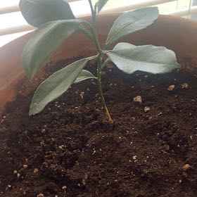 Photo of the plant species Calamondin kumquat by @WelllikedGuasca named Einstein on Greg, the plant care app