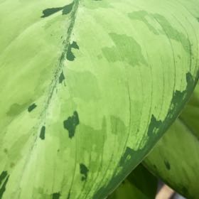 Photo of the plant species Bog Arum by @WinIndianplum named Mando on Greg, the plant care app