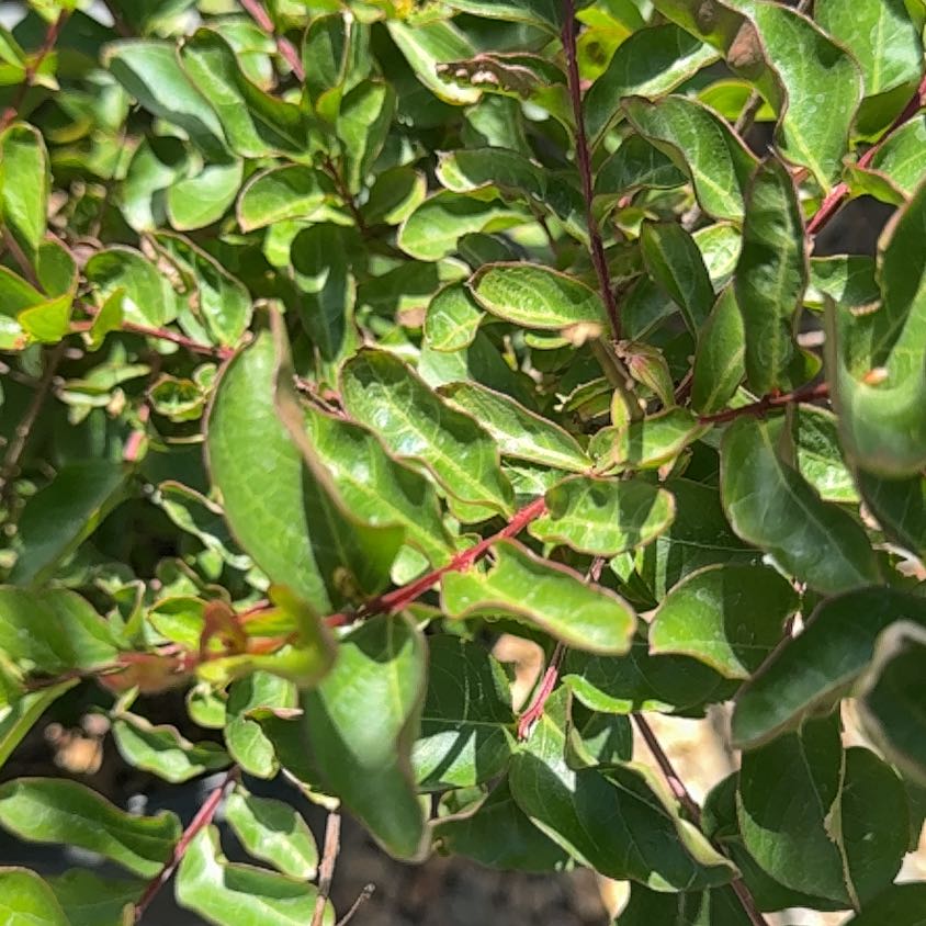 Photo of the plant species Crape Myrtle 'Arapaho' by @GoodTexasredoak named Ulysses S Plant on Greg, the plant care app