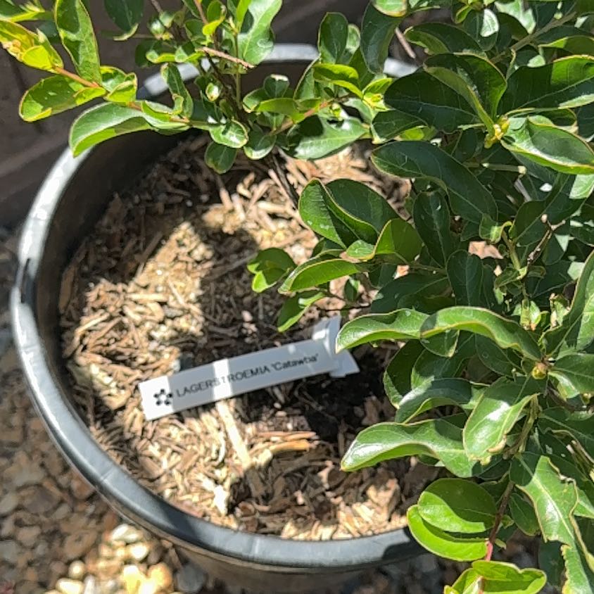 Photo of the plant species Crape Myrtle 'Catawba' by @GoodTexasredoak named Sigmund on Greg, the plant care app