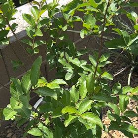 Photo of the plant species Muskogee Crape Myrtle by @GoodTexasredoak named Dax on Greg, the plant care app
