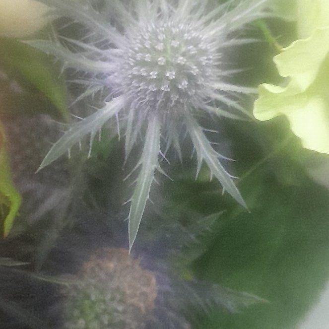 Photo of the plant species Eryngo by @AdorableApple named Planty on Greg, the plant care app