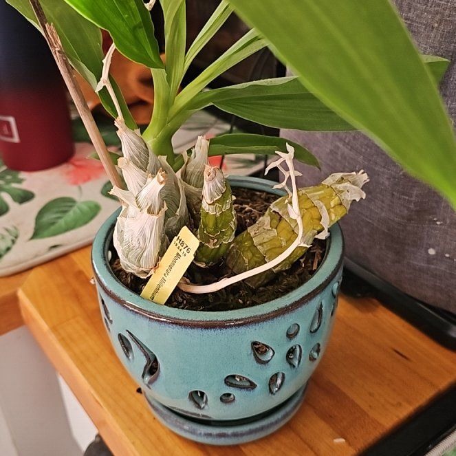 Photo of the plant species witchcraft by @PrimeTreeonion named Osmo on Greg, the plant care app