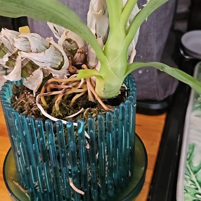 Photo of the plant species witchcraft by @PrimeTreeonion named Pax on Greg, the plant care app