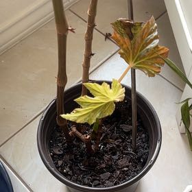 Photo of the plant species Sophia by @SportiveJade named Einstein on Greg, the plant care app