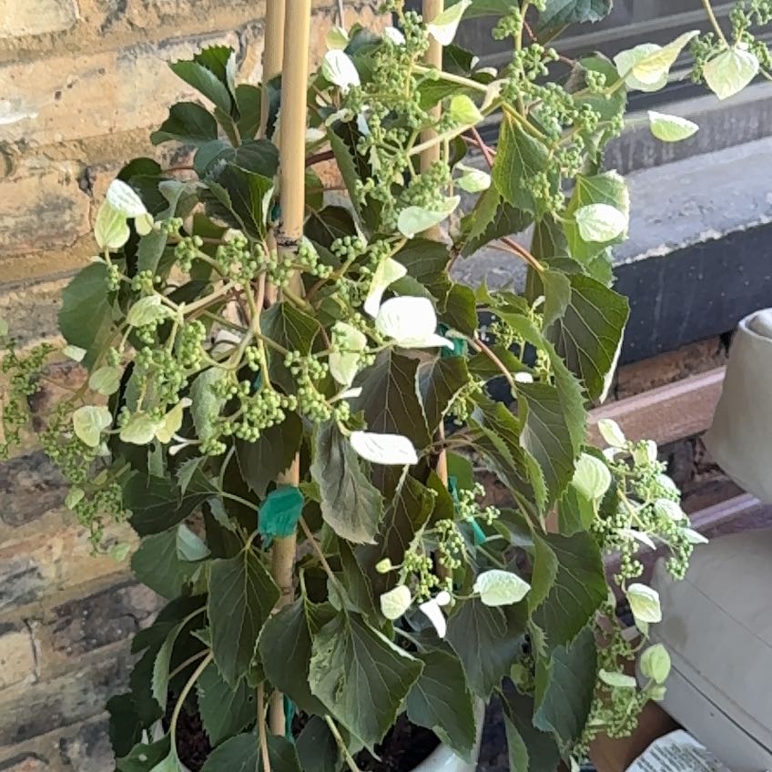 Photo of the plant species Flirty Girl False Hydrangea Vine by @TopGoldenhill named Gomez on Greg, the plant care app
