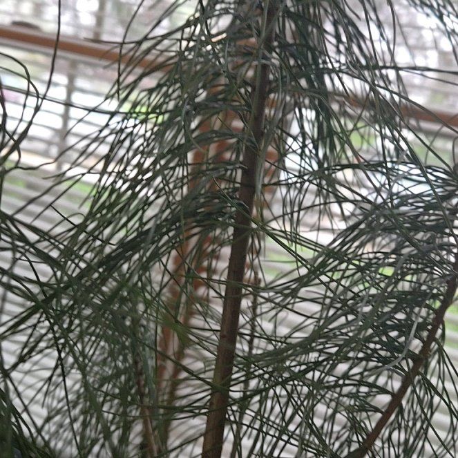Photo of the plant species Great Horsetail by @FoxyIndiandaisy named Orlando Bloom on Greg, the plant care app