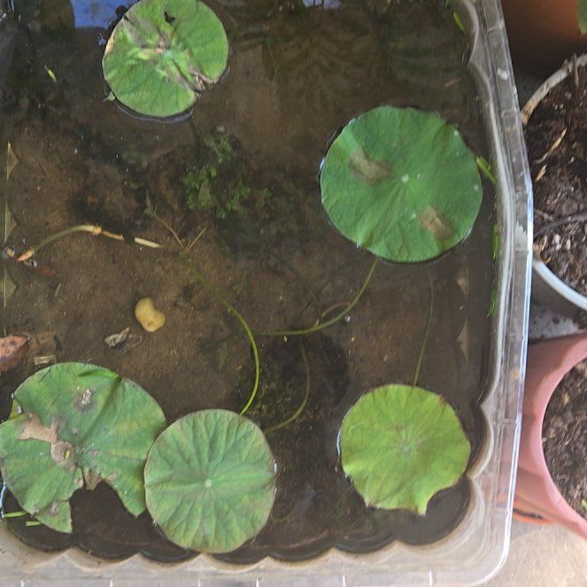 Photo of the plant species Nelumbo Lutea by @FoxyIndiandaisy named Marley on Greg, the plant care app