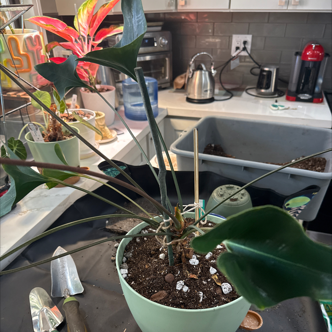 Photo of the plant species Anthurium by @TidyCowpoison named Medusa “Anthurium Arrow” on Greg, the plant care app