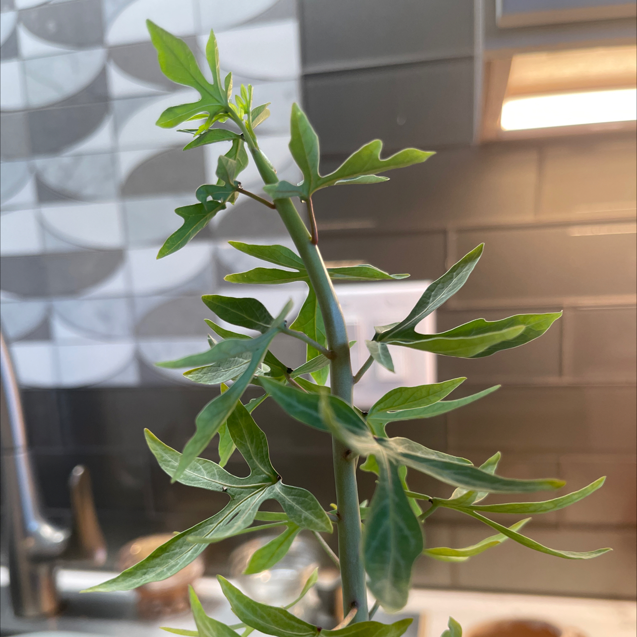 Photo of the plant species Adenia venenata by @TidyCowpoison named Clooney on Greg, the plant care app