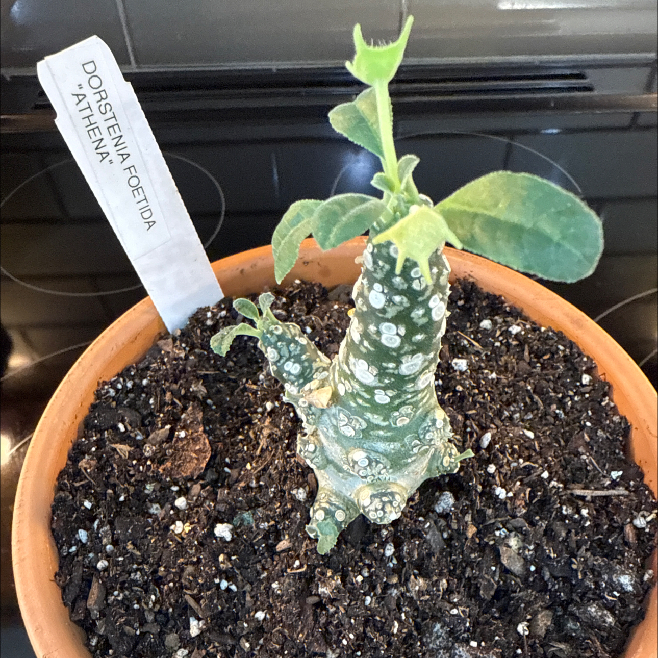 Photo of the plant species Dorstenia foetida by @TidyCowpoison named Athena 1 on Greg, the plant care app