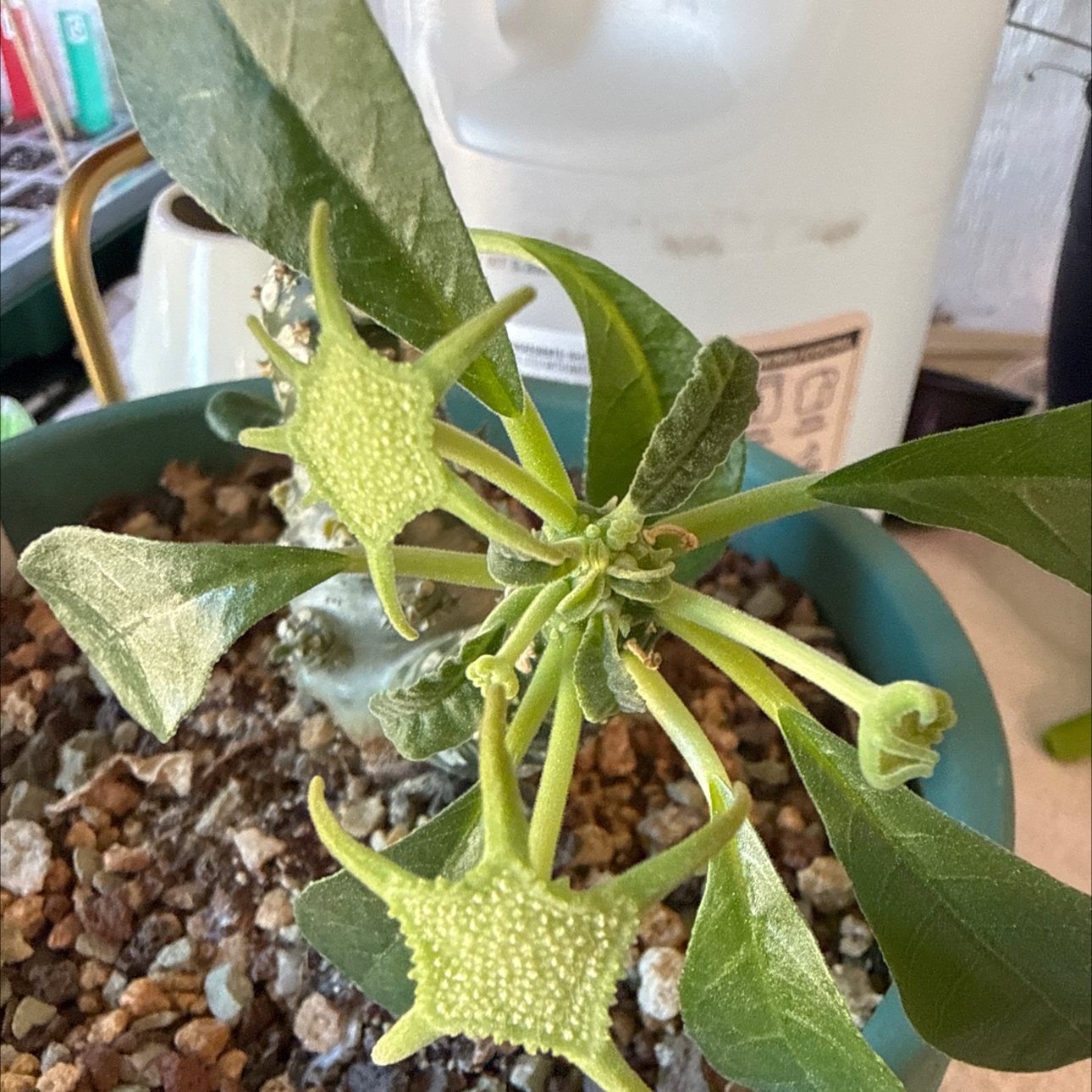 Photo of the plant species Dorstenia foetida by @TidyCowpoison named Denali 2 on Greg, the plant care app