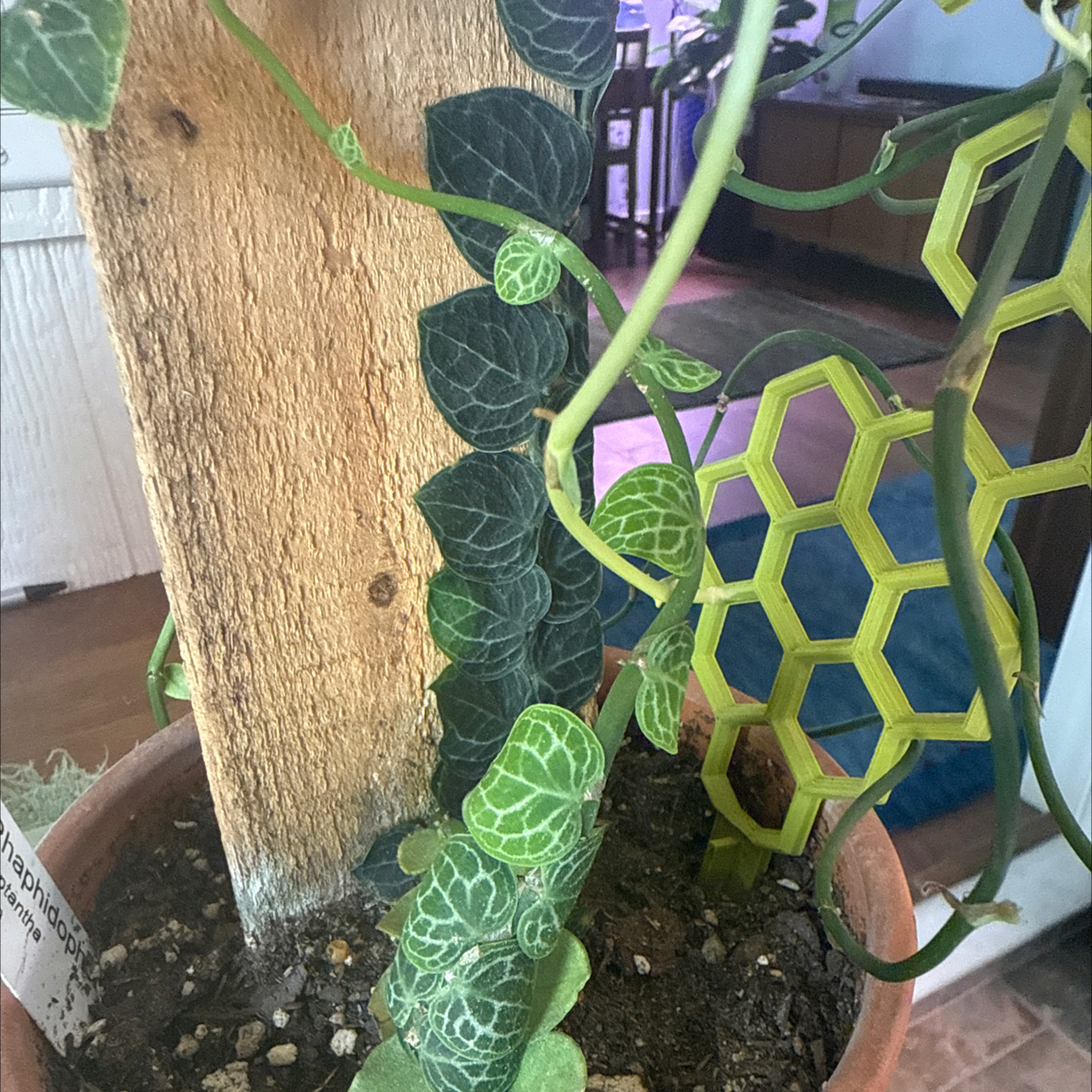 Photo of the plant species Rhaphidophora cryptantha by @TidyCowpoison named Keanu Leaves on Greg, the plant care app