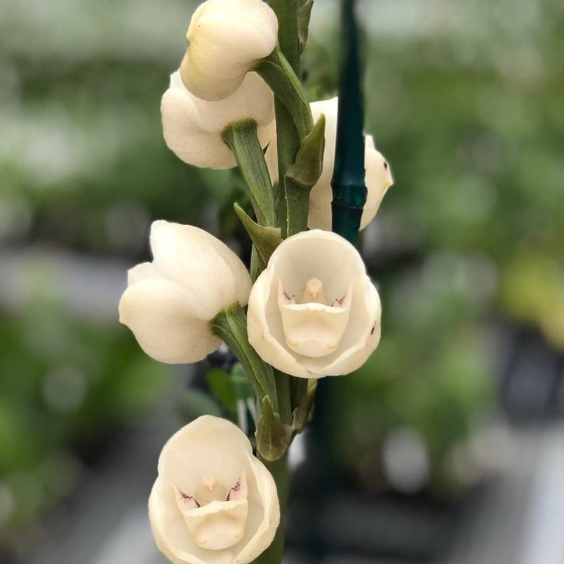 Photo of the plant species Peristeria Elata by @TidyCowpoison named Precious on Greg, the plant care app