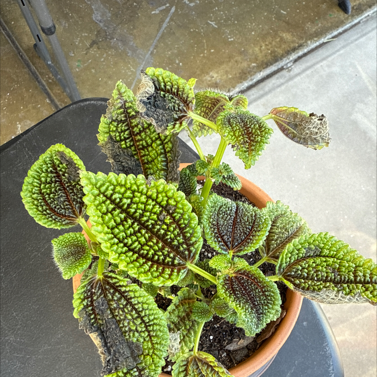 Photo of the plant species Silver Friendship Plant by @TidyCowpoison named Pilea involucrata on Greg, the plant care app