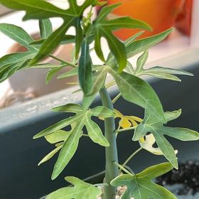 Photo of the plant species Adenia venenata by @TidyCowpoison named Adina on Greg, the plant care app