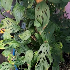 Photo of the plant species Monstera Adansonii Indonesian Marble by @TidyCowpoison named Drake on Greg, the plant care app