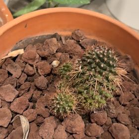 Photo of the plant species Mammillaria polythele 'Nuda' by @TidyCowpoison named Spike on Greg, the plant care app