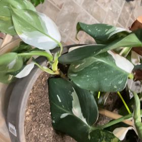 Photo of the plant species Mini Monstera Albo by @TidyCowpoison named Fernie Mercury on Greg, the plant care app