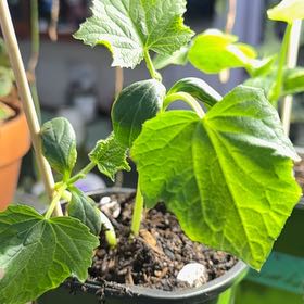 Photo of the plant species Cucumber by @TidyCowpoison named Dragons Egg Cucumbers on Greg, the plant care app