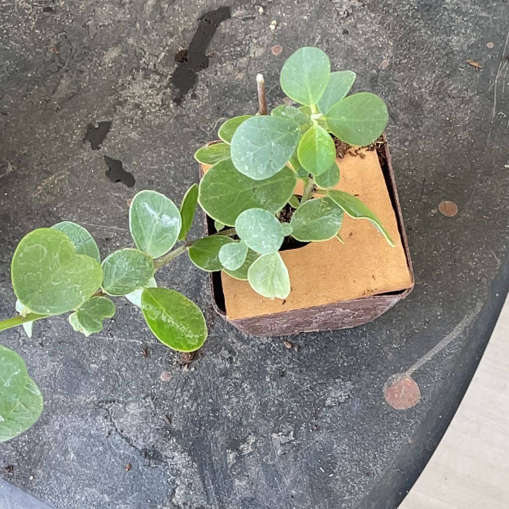 Photo of the plant species Flinders Rose by @TidyCowpoison named Caper Bush # 1 on Greg, the plant care app