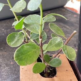 Photo of the plant species Flinders Rose by @TidyCowpoison named Caper Bush # 2 on Greg, the plant care app