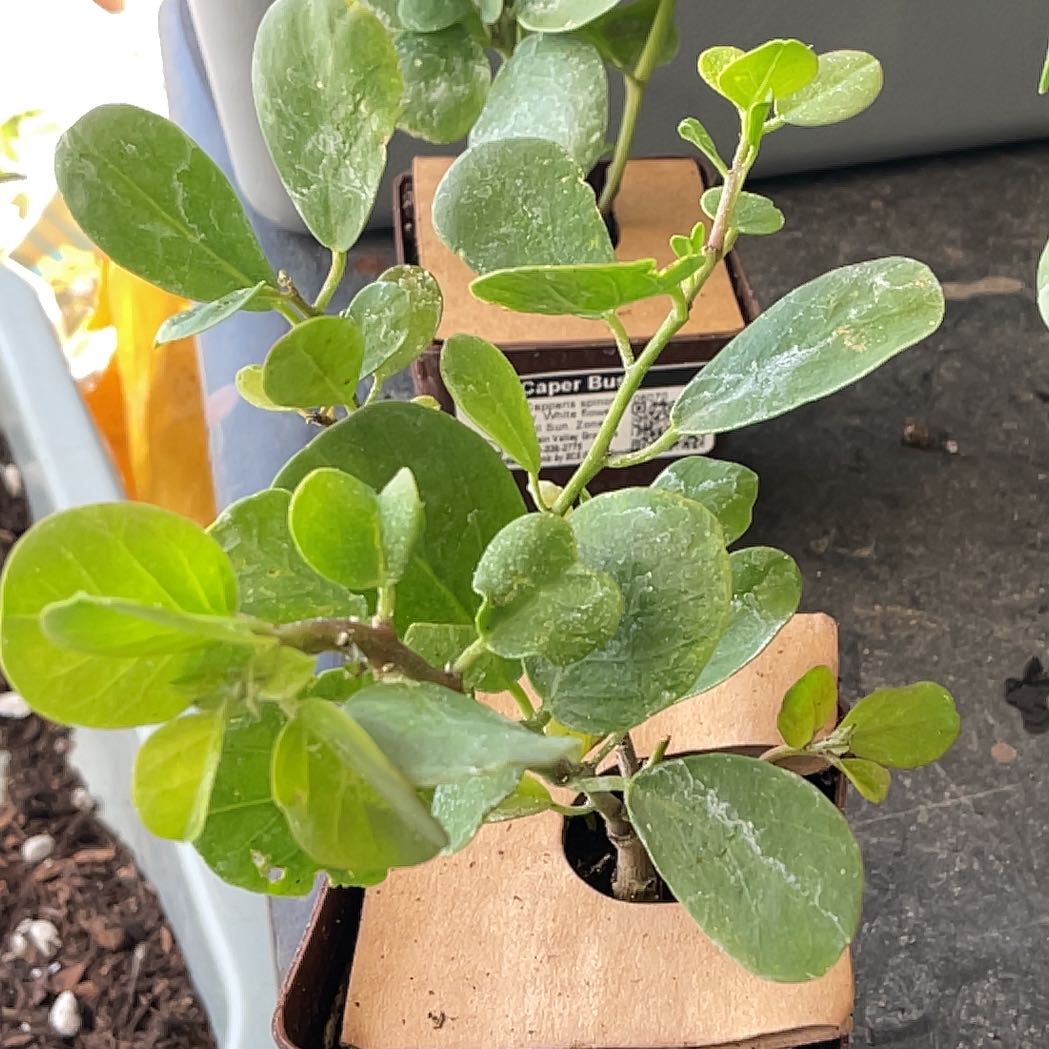 Photo of the plant species Flinders Rose by @TidyCowpoison named Caper Bush # 3 on Greg, the plant care app