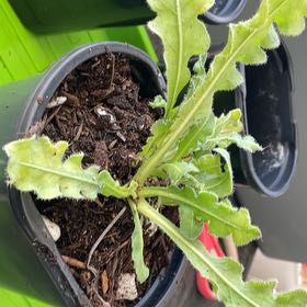 Photo of the plant species Wavyleaf Sea Lavender by @TidyCowpoison named Midnight Blue Statice # 1 on Greg, the plant care app