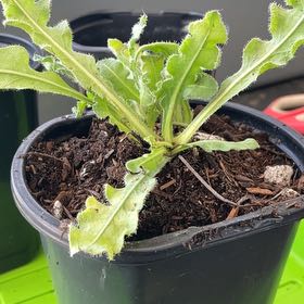 Photo of the plant species Wavyleaf Sea Lavender by @TidyCowpoison named Midnight Blue Statice # 2 on Greg, the plant care app
