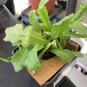 Photo of the plant species Wavyleaf Sea Lavender by @TidyCowpoison named Midnight Blue Statice # 3 on Greg, the plant care app
