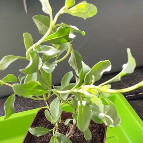 Photo of the plant species California Sunset Sage by @TidyCowpoison named California Sunset Sage # 1 on Greg, the plant care app