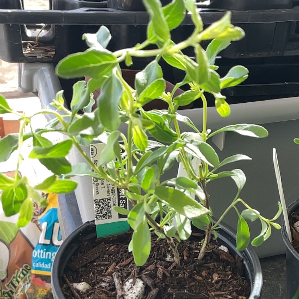 Photo of the plant species California Sunset Sage by @TidyCowpoison named Madonna on Greg, the plant care app