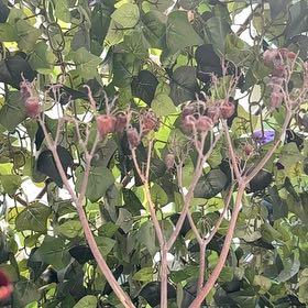 Photo of the plant species Sea Hibiscus by @HighEaredwillow named Osmo on Greg, the plant care app