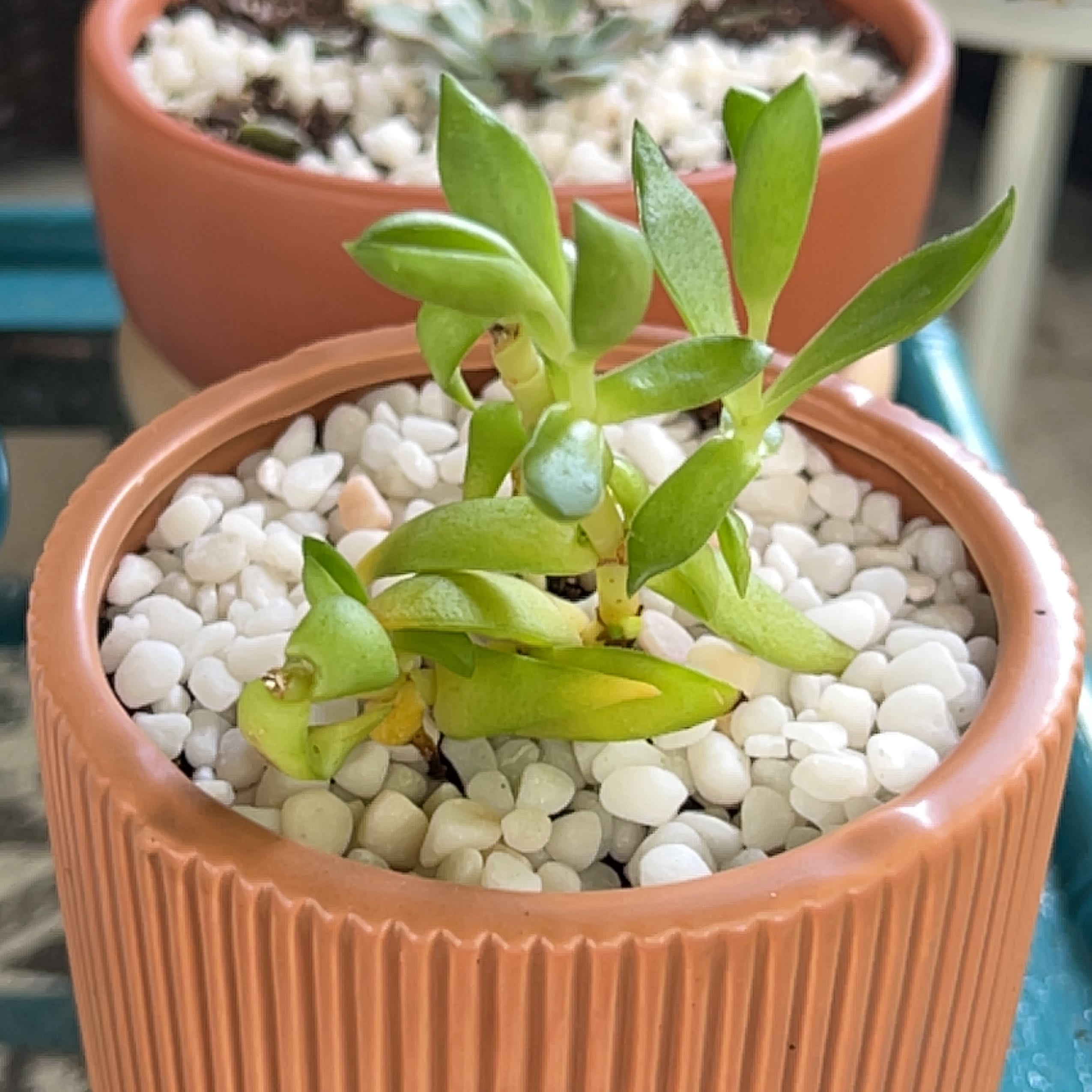 Photo of the plant species crassula shark tooth by @TopdogJellypalm named Shakira on Greg, the plant care app