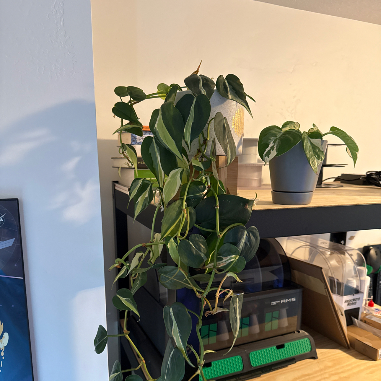 Photo of the plant species Philodendron 'Cream Splash' by @beastlyblake25 named Creamy phil on Greg, the plant care app