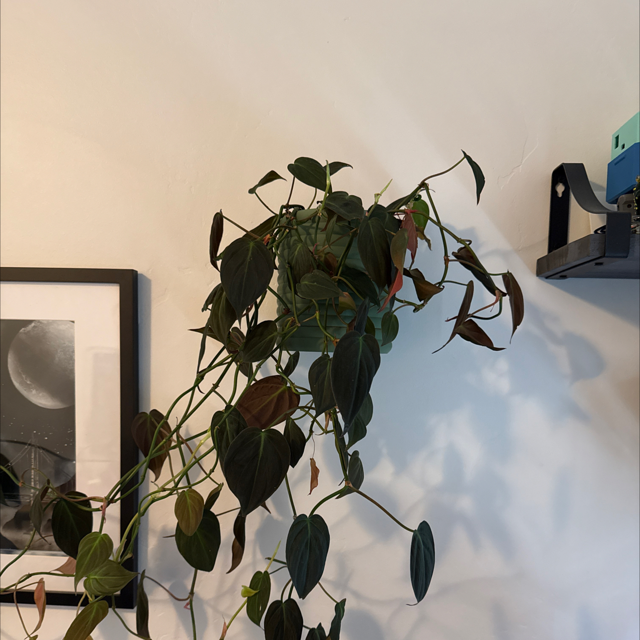 Philodendron Micans plant photo by @beastlyblake25 named Franny on Greg, the plant care app.