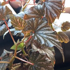 Photo of the plant species Begonia 'Argenteo-guttata' by @PoliteGrapeivy named Achilles on Greg, the plant care app