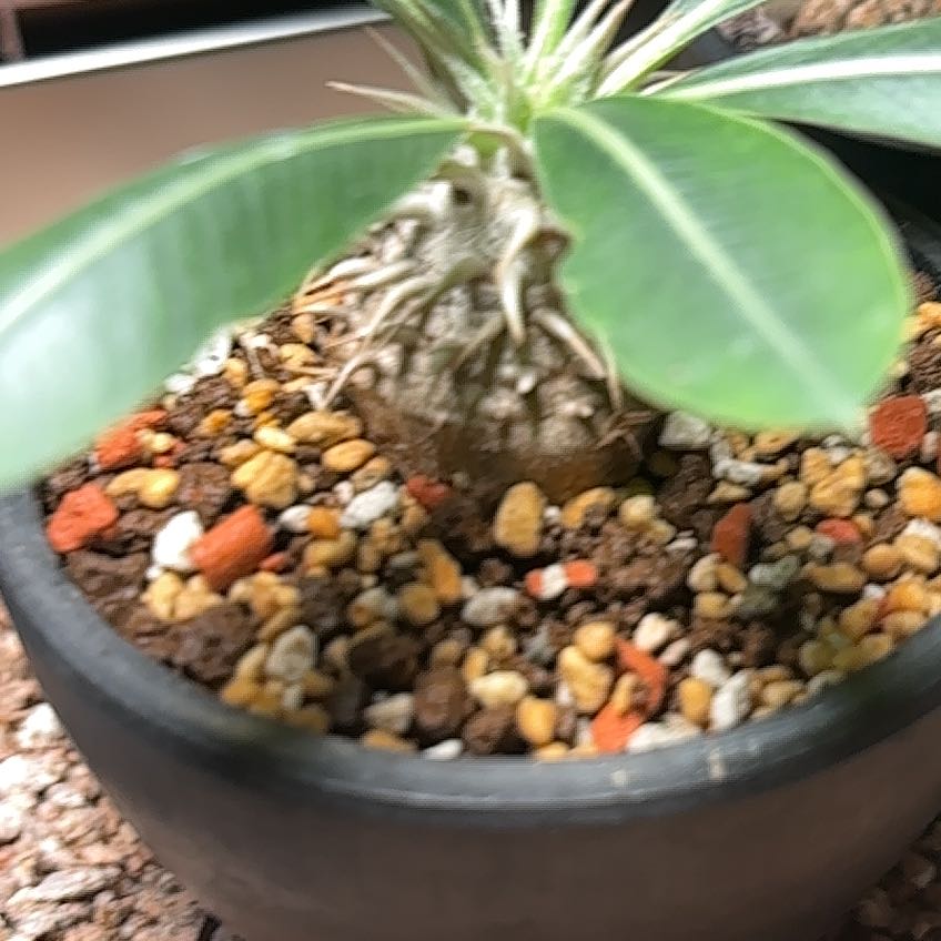 Photo of the plant species Pachypodium eburneum by @GermaneIvy named Ulysses S Plant on Greg, the plant care app