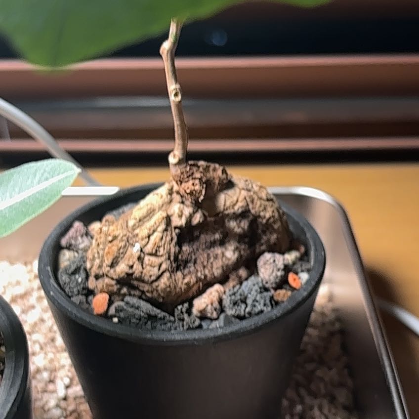 Photo of the plant species Stephania suberosa by @GermaneIvy named LiloStitch on Greg, the plant care app