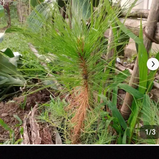 Photo of the plant species Benguet Pine by @CaringYuzutree named Spiky on Greg, the plant care app