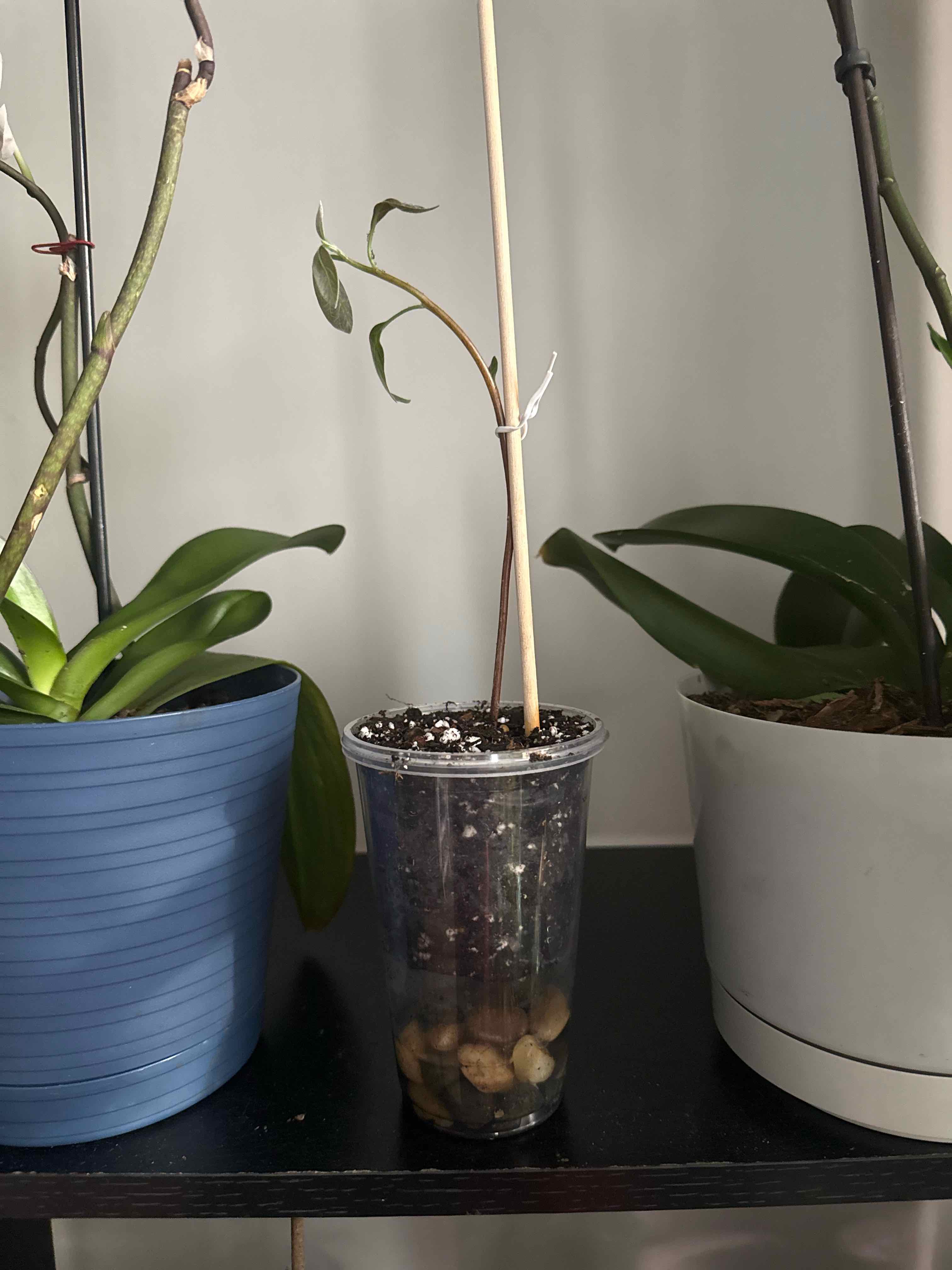 Photo of the plant species Avacado Tree by @Niqua named Gomez on Greg, the plant care app