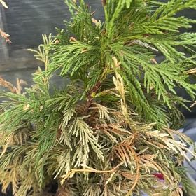 Photo of the plant species Bastard Cedar by @AmusingWychelm named Robert Plant on Greg, the plant care app