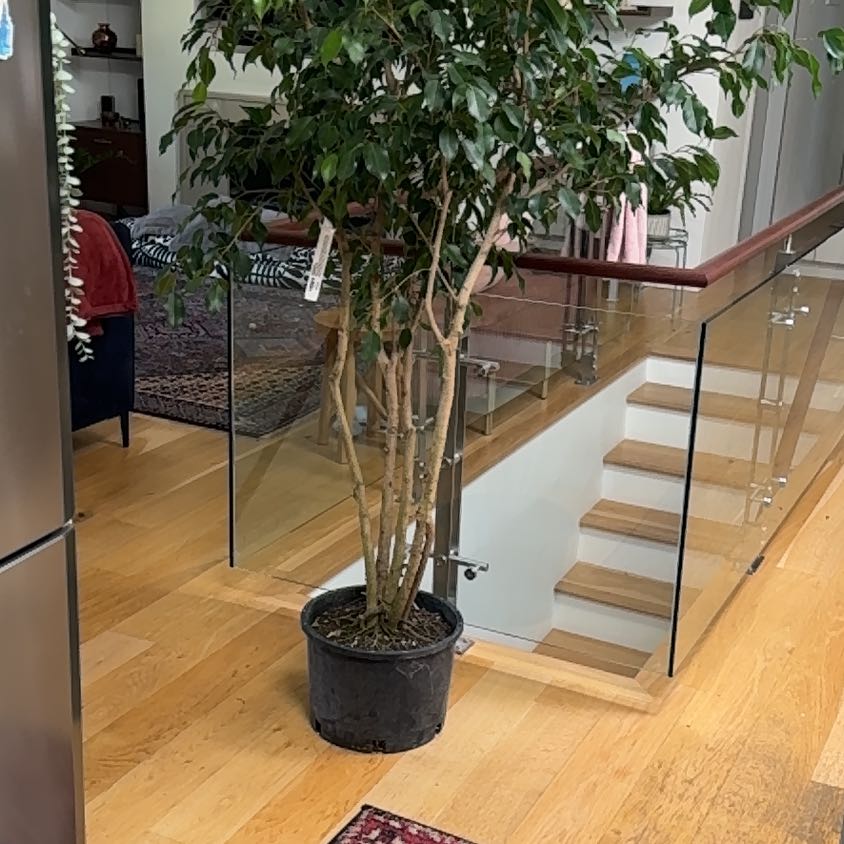 Photo of the plant species Exotica Weeping FIg by @WorthyTropical named Clooney on Greg, the plant care app