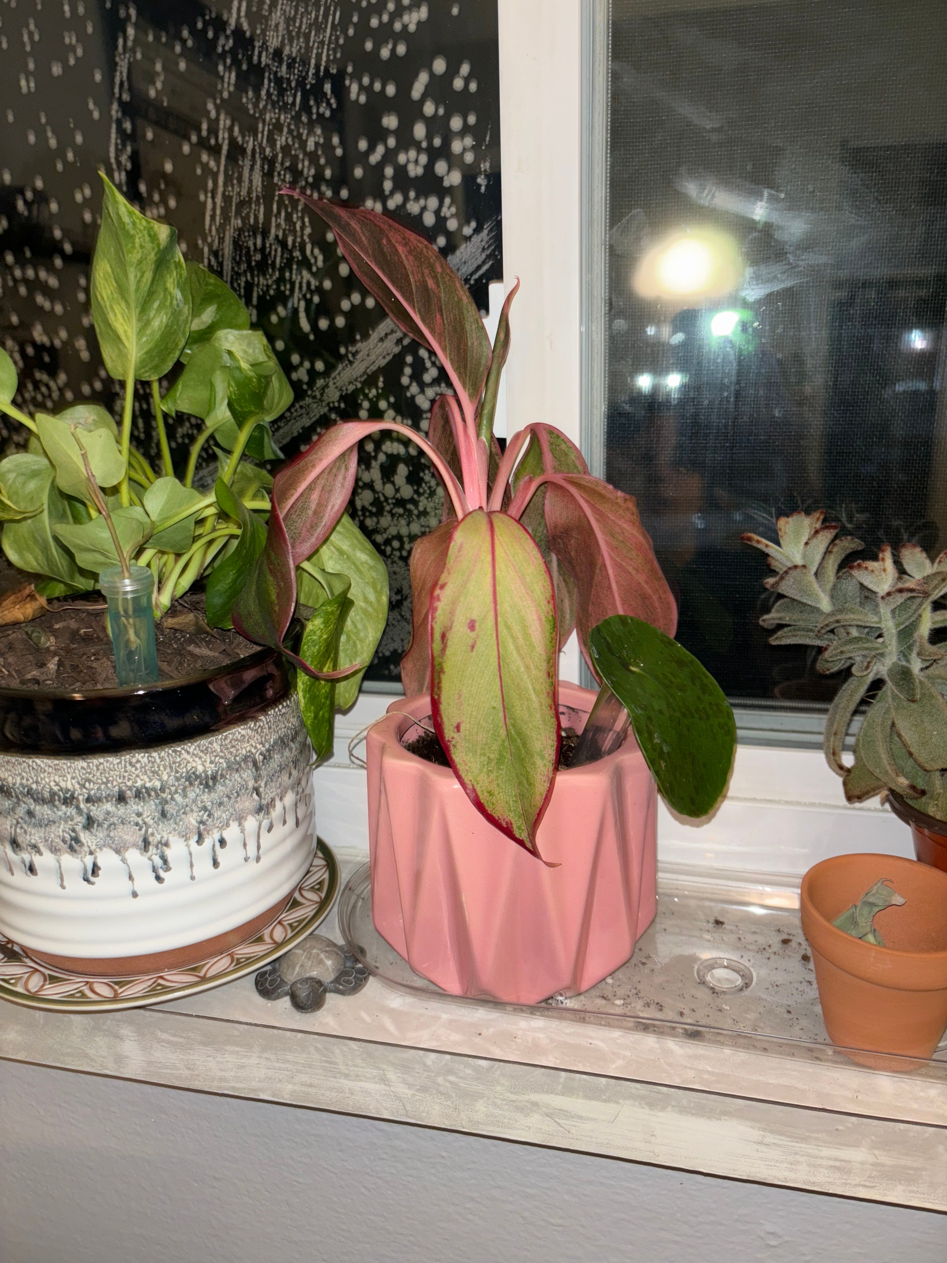Optimal Hardiness Zones for Aglaonema 'Maria' 10a11b