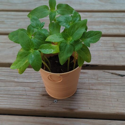 Photo of the plant species Cosmos by @SassyTormentil named Leaf Erickson on Greg, the plant care app