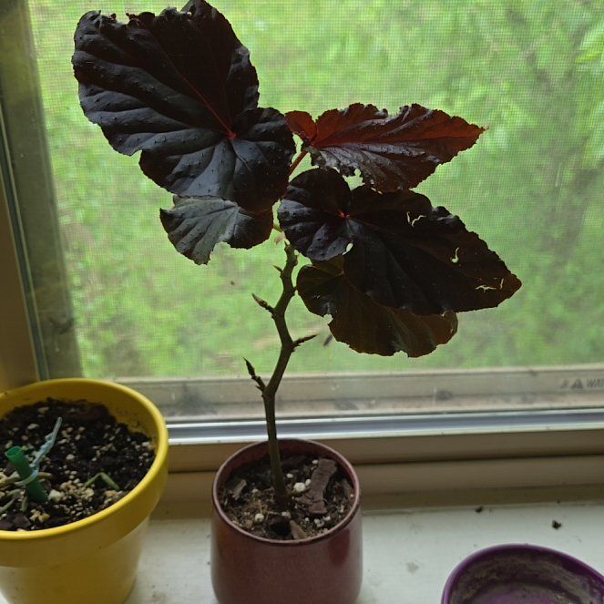Photo of the plant species Begonia 'Linda Dawn' by @MovingCebenese named Bella on Greg, the plant care app