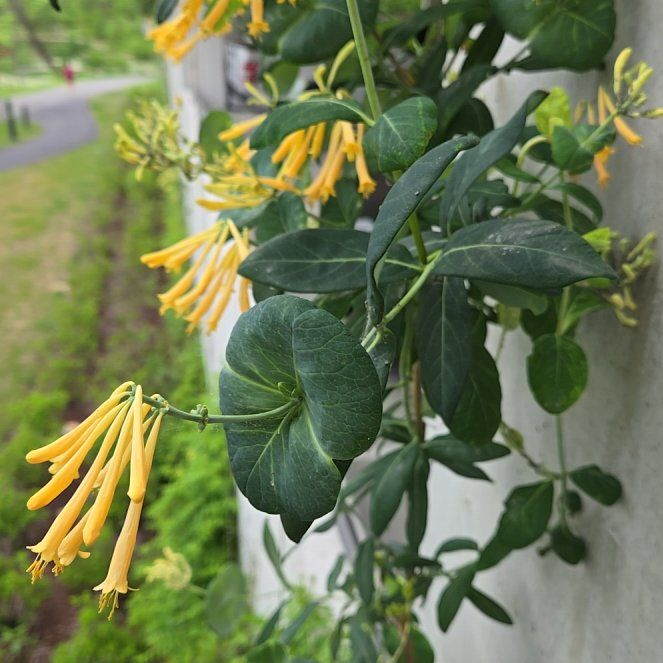 Photo of the plant species Orange Honeysuckle by @MovingCebenese named Treeyoncé on Greg, the plant care app