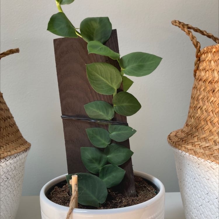 Rhaphidophora hayi plant climbing a wooden plank in a white pot, surrounded by two woven baskets.